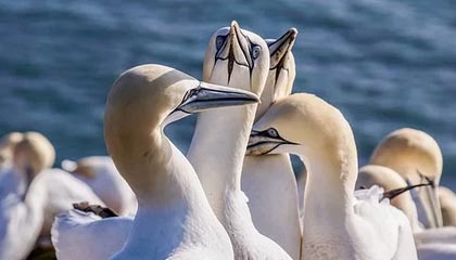 技术统计一刷新约基奇看了记分牌后沉默,懵了:有人把话说重了