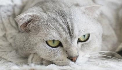 尤文赛后有人开麦,内斗传闻直指技术统计:慢镜头给了答案,云体育入口热榜