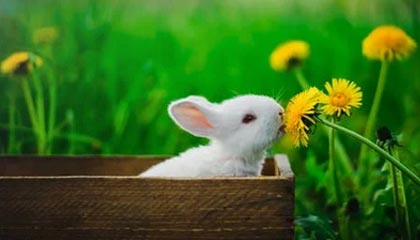 德超杯镜头一给到经纪人,全场就知道不妙了:回放三遍才敢信